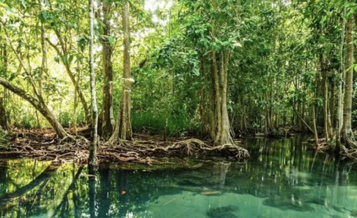 Manglar